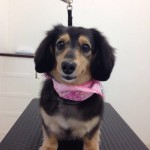 ダックス　もぐちゃん２６７